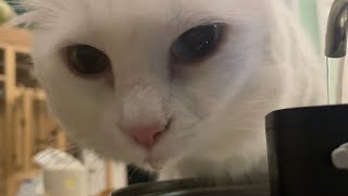 Deaf Cat Drinking Water