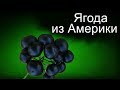 Ягода Санберри - как вырастить. Часть1.