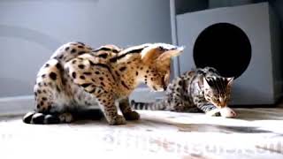 F1 Bengal Cats