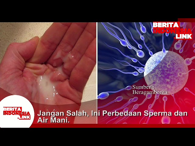 Inilah perbedaan Sperma dan Air mani.