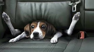 Animaux drôles de Derpy que vous aimerez...