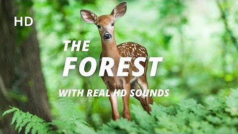 Dense Forest Video Compilation with Real Sounds : A Journey through Nature