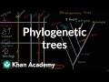 Phylogenetic trees  | Evolution | Khan Academy