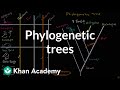 Constructing Phylogenetic Trees to Understand Species Relatedness