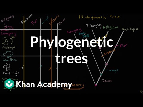ફાયલોજેનેટિક વૃક્ષો | ઉત્ક્રાંતિ | ખાન એકેડેમી
