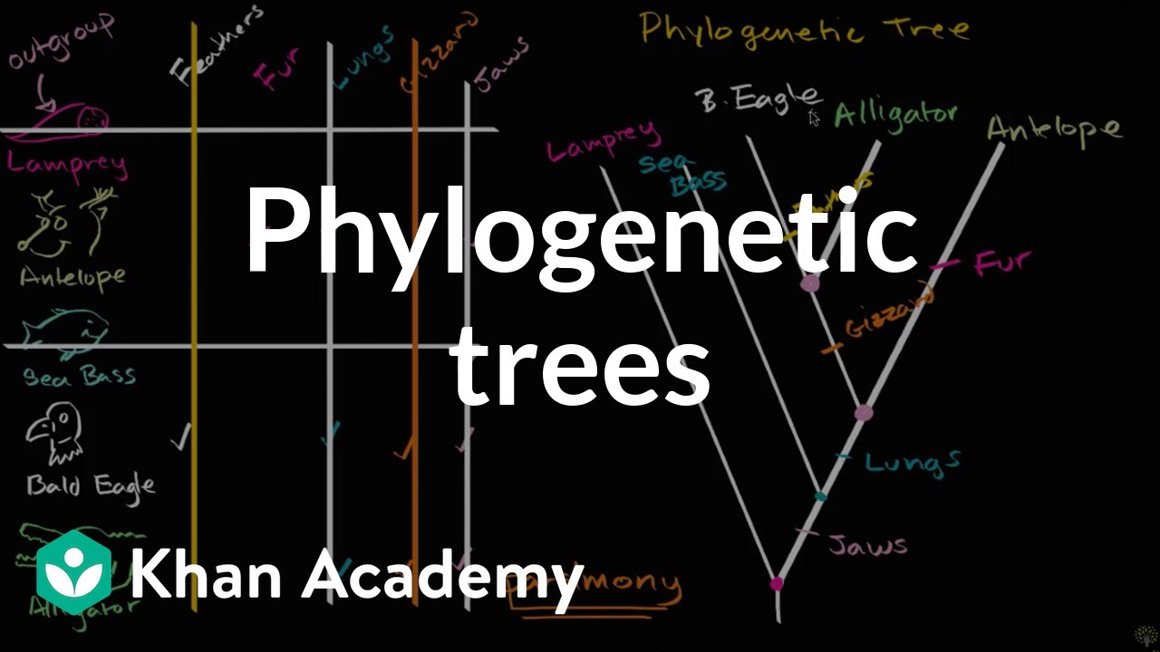 Phylogenetic trees  | Evolution | Khan Academy