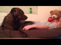 Service Dog alerting & responding to Syncope (pass out spell) Service Dog alerting & responding to Syncope (pass out spell)