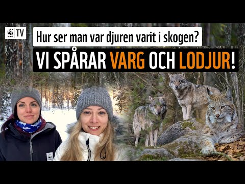 Video: Var sover lodjur?