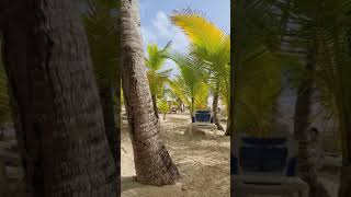 Dominican republic. Palms instead umbrellas./Доминикана, пальмы вместо зонтиков 😉