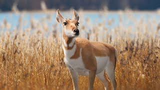 CGI 3D Animated Animal in Blender | Pronghorn Antelope
