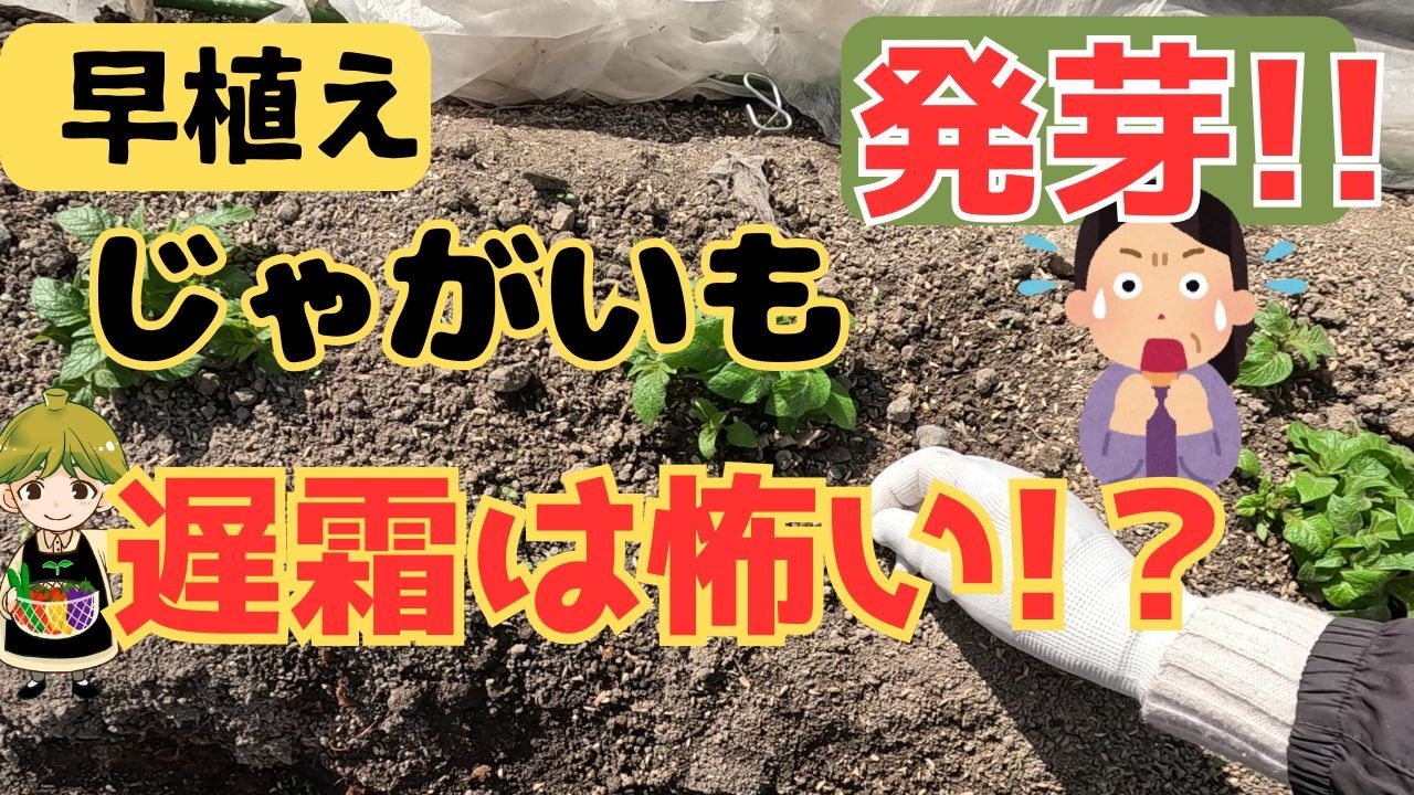 【じゃがいも発芽】2月に発芽したじゃがいもの遅霜対策／霜は本当に怖い物だろうか？／収穫目安
