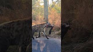 Hyena Walks Off With Whole Buffalo Leg