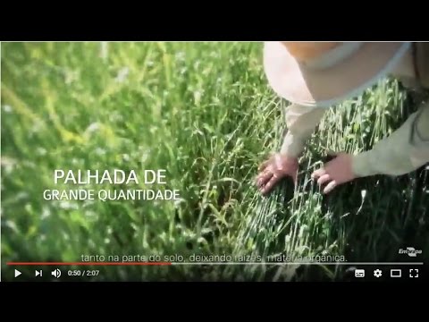 Vídeo: Quando devo plantar grama de centeio de inverno - Como cultivar plantas de cobertura de centeio de inverno