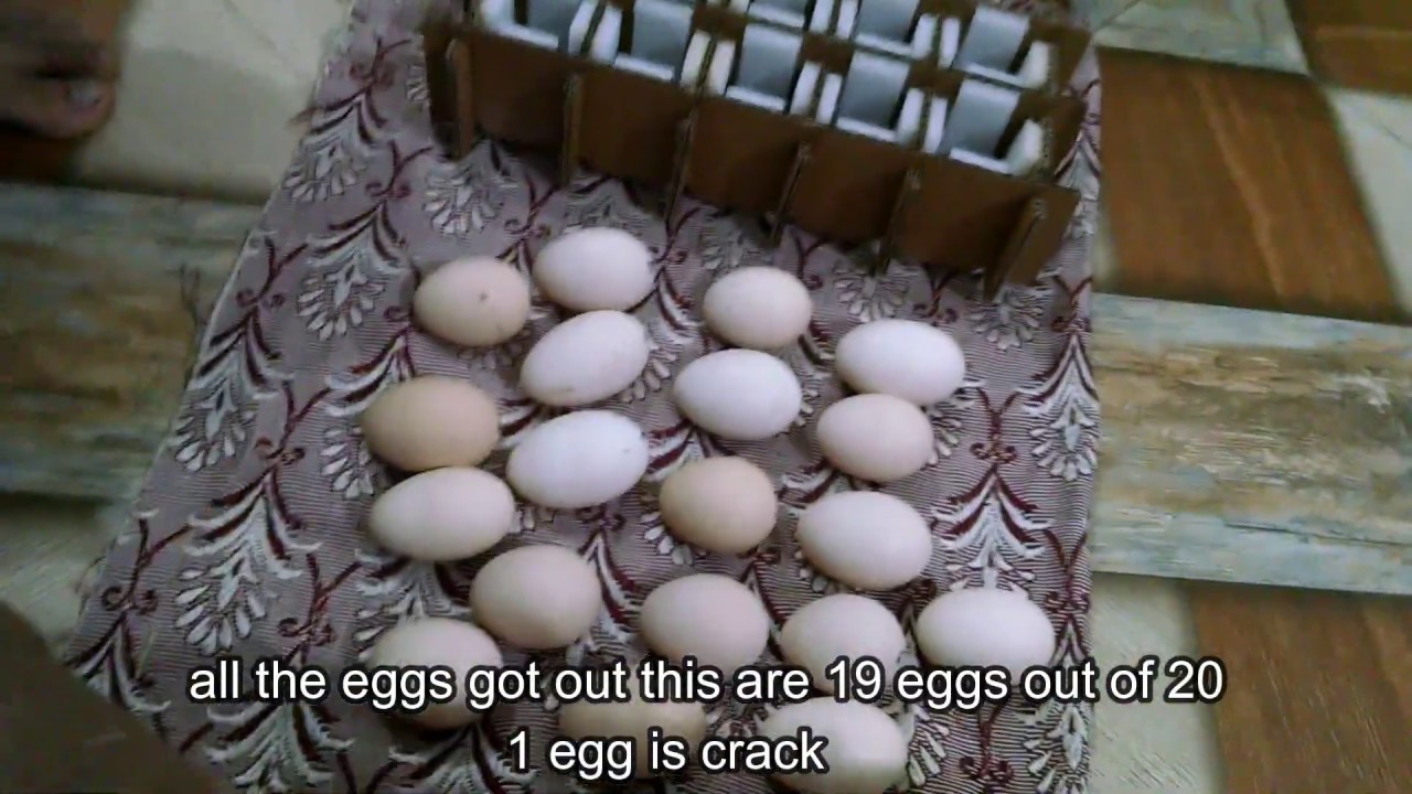 Fertile eggs import from turkey YouTube