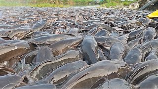 Hybrid Magur fish Farming business india | Catfish Farming