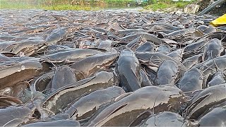 Hybrid Magur Fish Farming Business India Catfish Farming