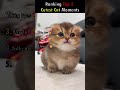 Top 5 Cutest Cats 💖 #kitten #top5 #shorts #cat