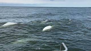 Face to fin with beluga whales