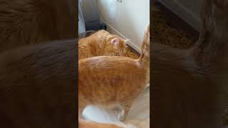 🧡 Our very first video 🧡 #orangecat #haveitoldyoulatelythatiloveyou #cuteanimal #happylife #happy