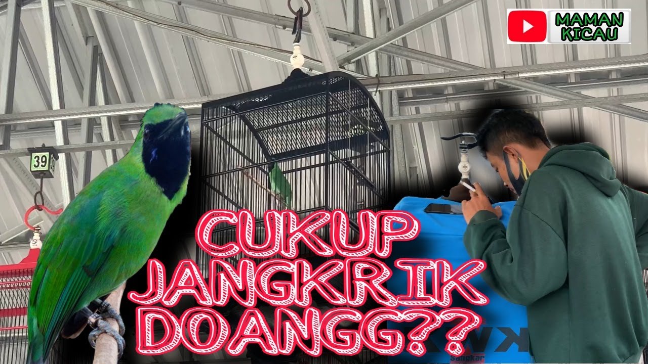 Pola Pemberian Jangkrik untuk Cucak Ijo agar Suara Makin Berkelas Pola Pemberian Jangkrik untuk Cucak Ijo agar Suara Makin Berkelas