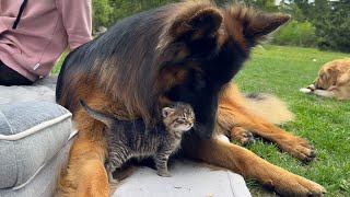 Adorable Bond Between German Shepherd and Kitten