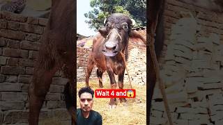 Httpsyoutubecomshortswm6dvvfjlngsisabtgonh805cow short cowcow 