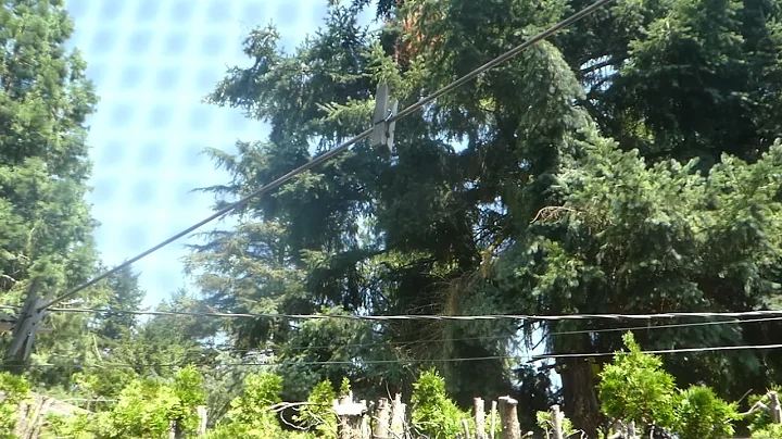 *AUDIO 2* US Navy Lockheed EP-3E ARIES II [157316] VQ-1 "World Watchers" In-Flight over Portland