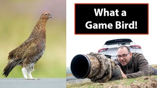 I get some of my BEST PHOTOS of RED GROUSE from this OPPORTUNISTIC Shoot! (Canon 1DX DSLR)