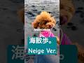 【トイプー】海散歩 ネージュ編<戻ってきて~!!> #トイプードル #ティーカップ #犬のいる暮らし #癒し #タイニー #日常 #散歩