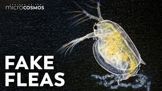 Water Fleas: Look Weird, Adapt Weirder