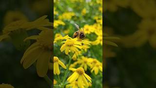 كيف يجمع النحل رحيق الأزهار من أجل العسل ? nature الطبيعة المعيقلي تدبر @hussin.biohfz.96