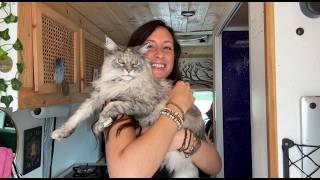 5 Things I wish I knew before taking my cat to Europe Net Worth