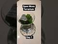 A tiny moss world inside a cup🌱💧