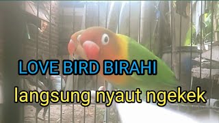 Suara Burung Lovebird Gacor Lovebird Bisu Jarang Bunyi Langsung Birahi Nyaut Ngekek Panjang