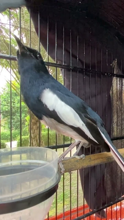 Kacer gacor pancingan kacer #kacer #burung #burungkicau #birds