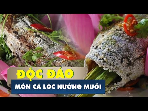 Video Khám phá rừng tràm 50 năm tuổi, ăn cá lóc nướng muối - youtube