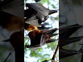 THE VAMPIRE BAT Shorts VampireBatFacts NocturnalWonders Kidslearning THE VAMPIRE BAT Shorts VampireBatFacts NocturnalWonders Kidslearning
