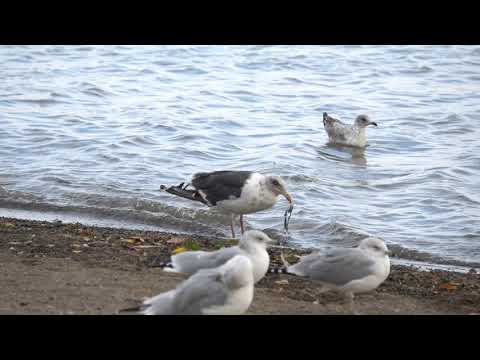 Slaty-backed Gull, Sunnyside Beach between Windermere + Ellis Ave