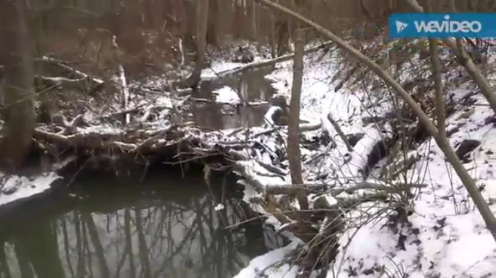 Trapping Season 2015 - 2016 week 5 the end