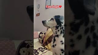 #dog #lovepets 🐾🐶#doglove#trendingvideo #youtubeshorts