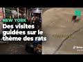  new york il existe dsormais des visites guides sur le thme des rats