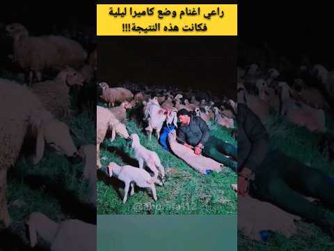 هذا الماعز ايقظ راعي الاغنام من نومه بطريقة مدهشة 