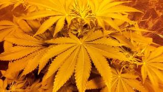 This is Connoisseur panda grow check his channel out like and subscribe