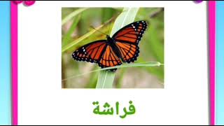 Animaux en arabe 2 apprendre larabe cours darabe simple