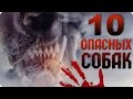 Самые опасные породы собак. ТОП 10