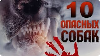 Самые опасные породы собак. ТОП 10(Собаки бывают всевозможных пород и размеров, и как мы, люди, каждая из них по-своему уникальна. Пиар: http://vk.com/p..., 2015-05-16T11:11:52.000Z)