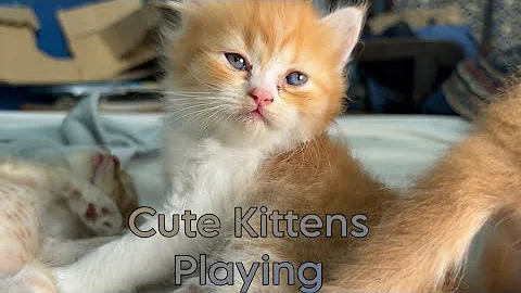 Video 2871711: coon kittens persian cat, persian kittens maine coon, persian cat kitten meowing, persian cat baby kitten, coon cat kitten cute, maine coon cat growing, cute baby kittens playing