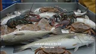 Haul the net watch the swell on the starboard side get the cod and the plaice in the ice lockers now