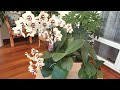 Групповая посадка орхидей - УСТОЙЧИВОЕ, СТРЕМИТЕЛЬНОЕ РАЗВИТИЕ!
