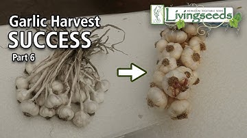 Knoflookoogst ~ Deel 6 Knoflook vlechten